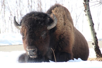 bison in winter, Elk Island National Park, Alberta