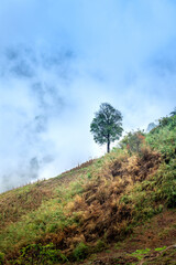 Obraz premium Lonely tree on the mountainside in the fog