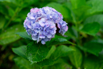 Fototapeta premium Purple hydrangea flower