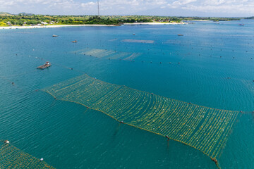 Seaweed farm at Kaliantan beach, east Lombok © Didik
