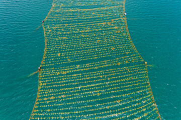 Seaweed farm at Kaliantan beach, east Lombok