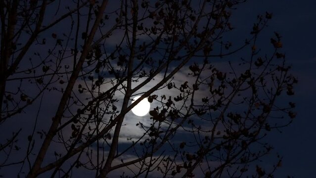 Full moon shines through dried leaves on tree at windy and chilly night. Spooky scene for Halloween.