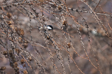 松ぼっくりを突くヒガラ