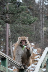 monkey eat food