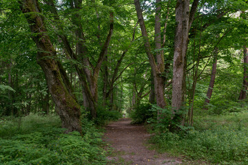 View of a path in a deciduous forest on a sunny summer day, Curonian Spit, Kaliningrad region, Russia