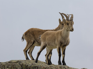 Cabras montesas en la Sierra de Guadarrama 