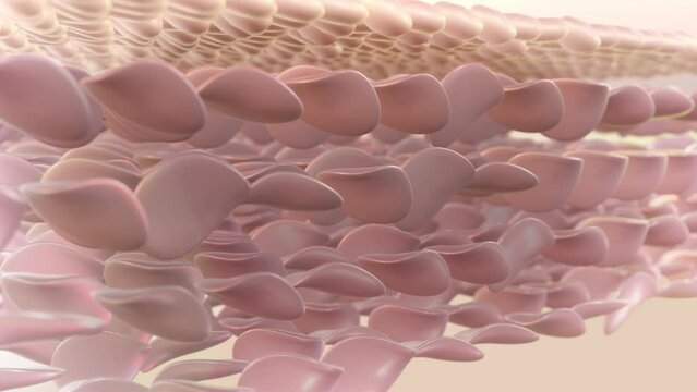 UV light damages&nbsp;the skin. Sunlight is broken down by the skin. a 3D animation