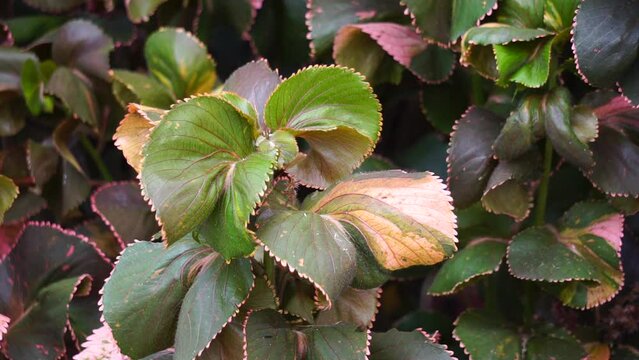 Acalypha wilkesiana (Also called copperleaf, Jacob’s coat, akalifa, dawolong) in the garden. Acalypha wilkesiana ointment is used to treat fungal skin diseases