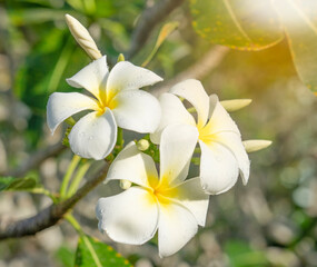 Obraz na płótnie Canvas White and yellow plumeria frangipani flowers with leaves