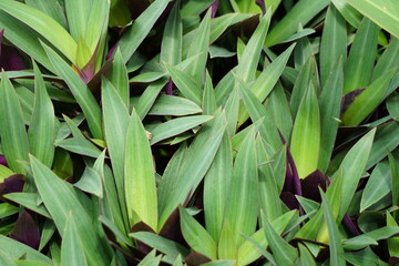 Tradescantia spathacea with a natural background