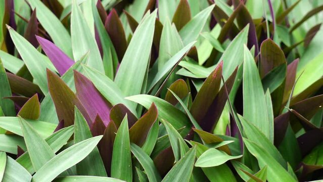 Tradescantia spathacea with a natural background