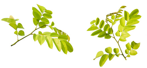 PNG green leaf di cut with removed original background