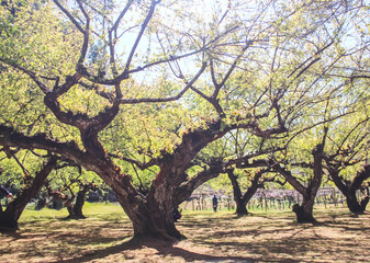 Wild Chinese plum tree, Japanese apricot, Ume (Prunus mume Siebold Zucc) in Thailand