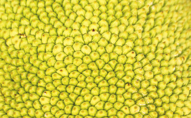 Jackfruit skin natural seamless patterns yellow green background