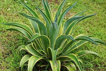 Obraz premium Agave lophantha (Also known thorncrest century plant, Big Lechuguilla). thorn crest agave leaf tips are dangerously rigid and sharp and can cause injury to humans and inflatible sports balls.