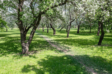 Fototapeta na wymiar footpath among blooming apple trees in fruit orchard. view from flying drone.