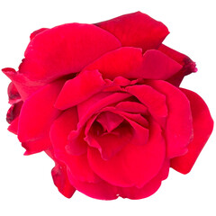 Red Finesse Rose