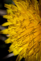 Dandelion close up