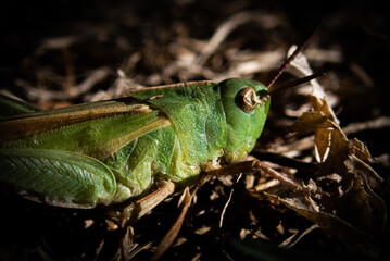 grasshopper on a leaf