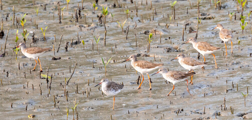 Birds of Sundarbans