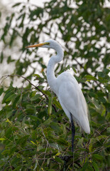 Birds of Sundarbans