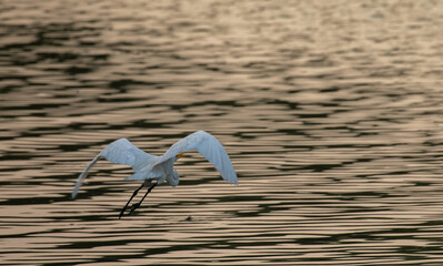 Birds of Sundarbans