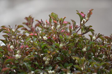 Alternanthera ficoidea (Also called Joseph's coat, Parrot leaf, Alternanthera tenella, Brazilian Snow Flower, Brazilian Snowflower). This plant suitable to be used to protect soil against erosion