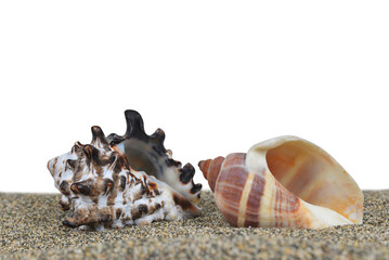 Seashells on the sand isolated on transparent background, PNG.	