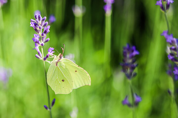 Beautiful yellow Gonepteryx rhamni or common brimstone butterfly on a purple lavender flower - Powered by Adobe