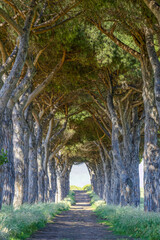 Allé de pins parasols en Italie