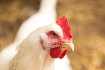Close up of a Delaware White Chicken Hen