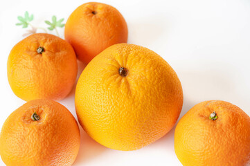 イヨカンとハッサク