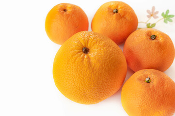 イヨカンとハッサク