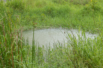 Retention pond with water plants in city park in Kuching, Malaysia, ecology, gardening, recycling