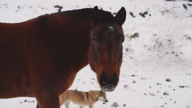 Bay horse with snow on nose looks in camera eating food