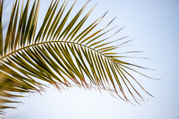 Green palm leaves against the blue sky, tropical paradise background.