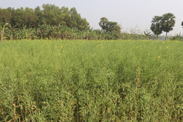 Fototapeta premium mustard farm on field for harvest are cash crops