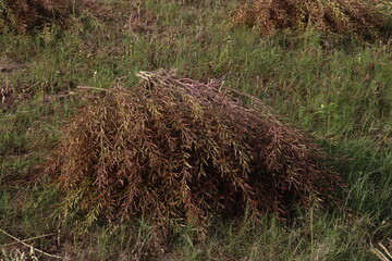 ripe mustard farm on field for harvest are cash crops