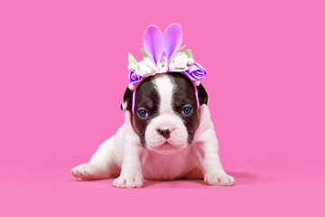 French Bulldog dog puppy dressed up as Easter bunny with rabbit ears headband with flowers on pink...