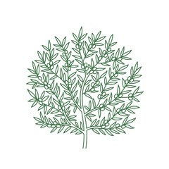 Olive Tree. Vector line. Branch and leaves. Editable outline stroke.
