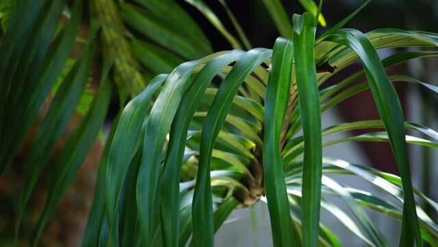 Grammatophyllum speciosum (Also called giant orchid, tiger orchid, sugar cane orchid, queen of the orchids, anggrek tebu) on the tree. This is the world's tallest orchid, with recorded up to 25 ft