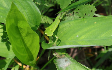 High angle view of a crawling young green forest lizard on top of a large leaf