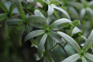 A Sandpaper vine flower look after weeks of the first blooming