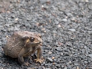Toad Sat Calmly, Facing The Right