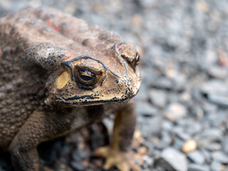 Toad Sat Calmly, Facing The Right