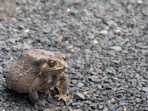 Toad Sat Calmly, Facing The Right