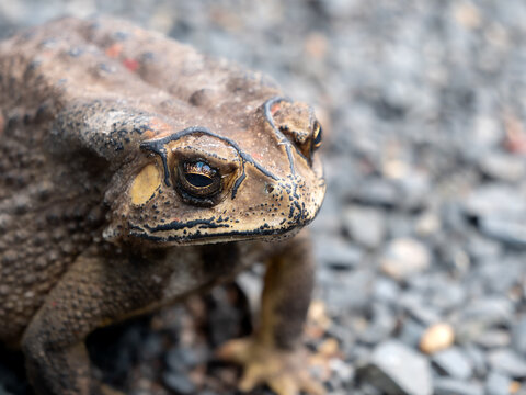 Toad Sat Calmly, Facing The Right