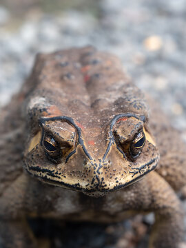 Toad Sat Calmly and Looked Directly
