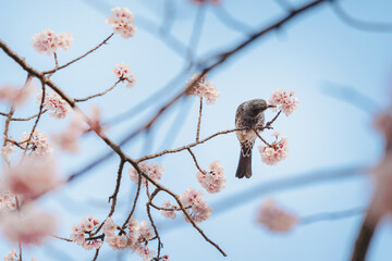 A little bird eats nectar from cherry blossoms (Sakura) on the tree under blue sky , Beautiful Sakura flowers during spring season in the park  Japan (Soft focus)