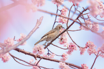 A little bird eats nectar from cherry blossoms (Sakura) on the tree under blue sky , Beautiful Sakura flowers during spring season in the park  Japan (Soft focus)